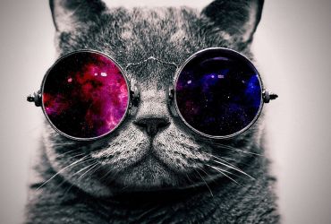 cat-with-cosmos-glasses-animal-hd-wallpaper-1920x1080-1233