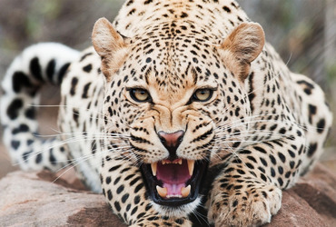 Cheetah-Animal_World_Series_Wallpaper_1440x900