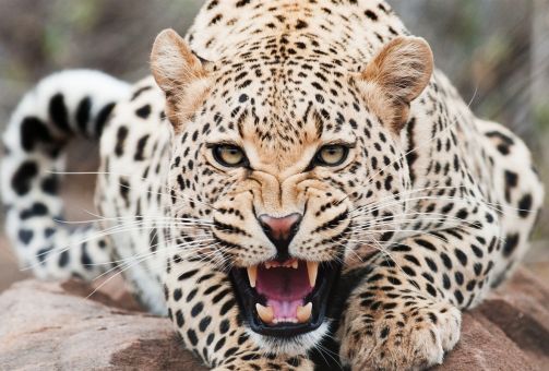 Guépard
