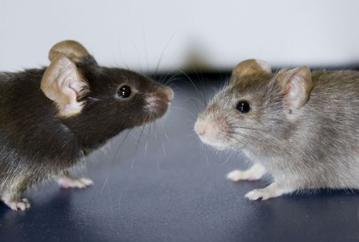 Souris