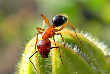 43490e2150_Camponotus-floridanus_bob-in-swamp-Flickr