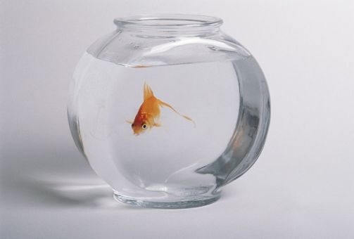 Bocal à poisson rouge