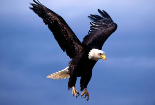 Aigle