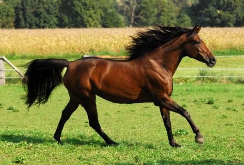 Cheval