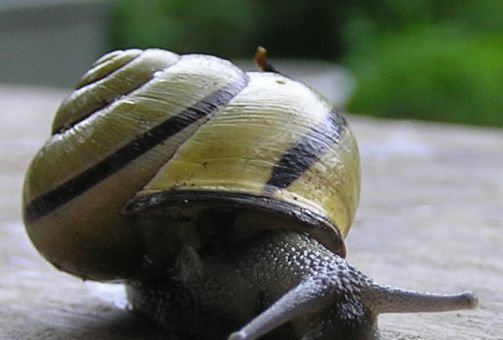 Escargot