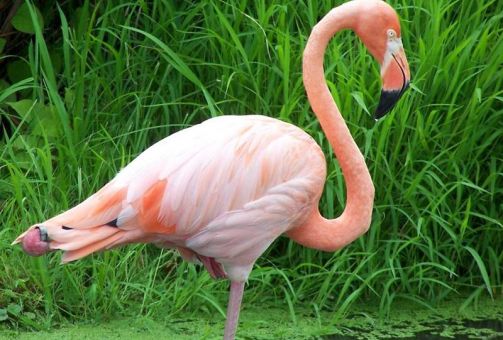 Flamant rose