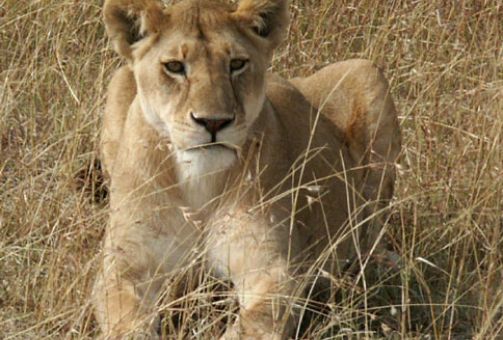 Lionne