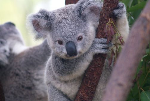 Koala