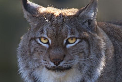 Lynx