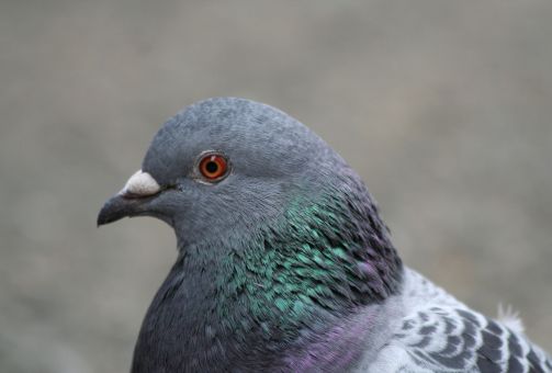 Piegons