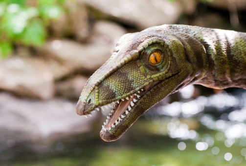 Vélociraptor