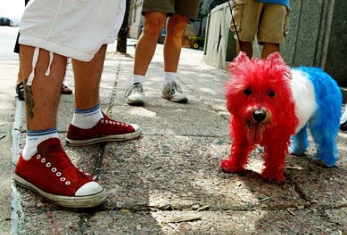 Chien en france