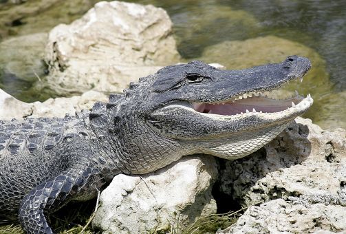 Alligator
