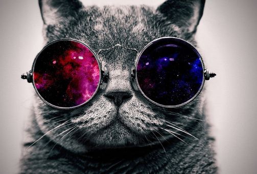 Chat en Californie