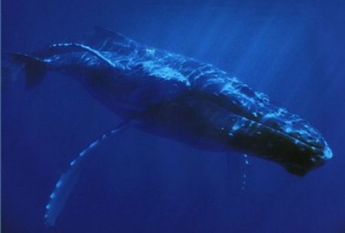 Baleine bleue