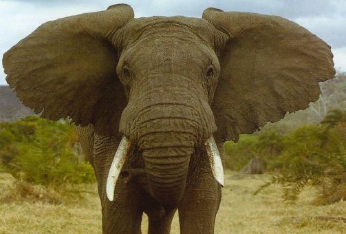 éléphant