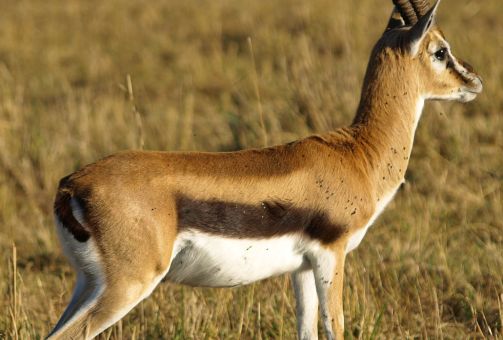 Gazelle