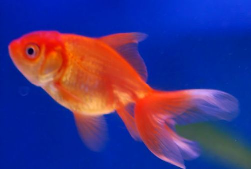 Poisson rouge
