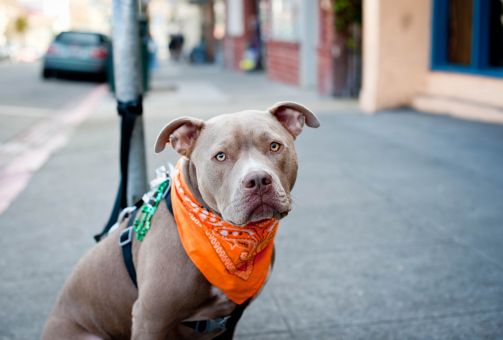Pitbull